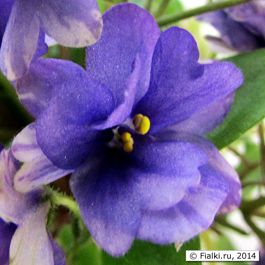 Rob's Wagga Wagga, R.Robinson, цветок