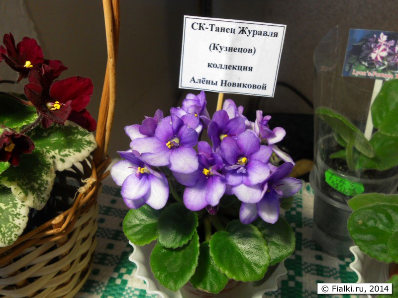 СК-Танец Журавля