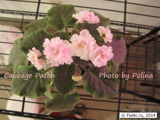 Cabbage Patch