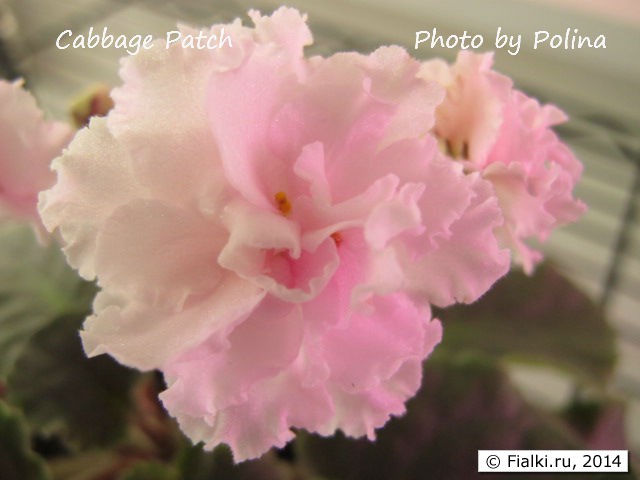 Cabbage Patch