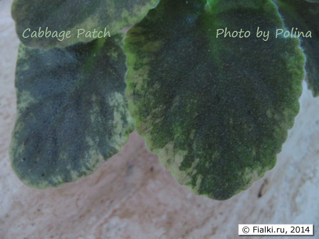 Cabbage Patch