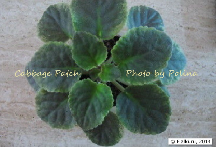 Cabbage Patch