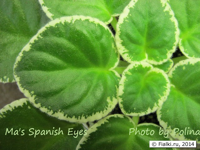 Ma's Spanish Eyes 6