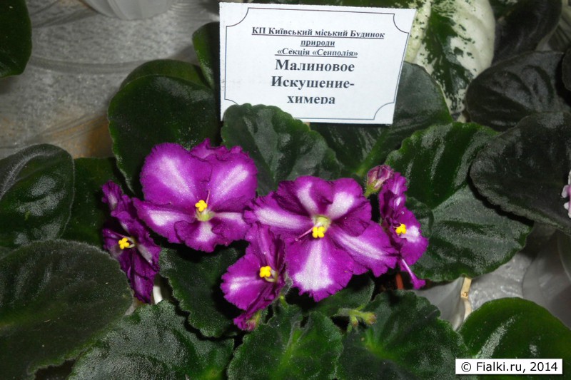 химера Малиновое Искушение