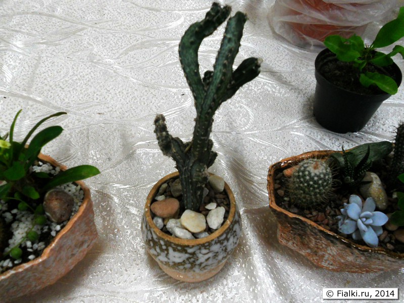 кактусы