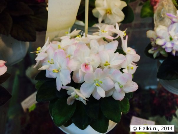Shirl's Touch O'Pink