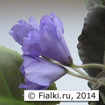 Senk’s Big Bells (Senk)