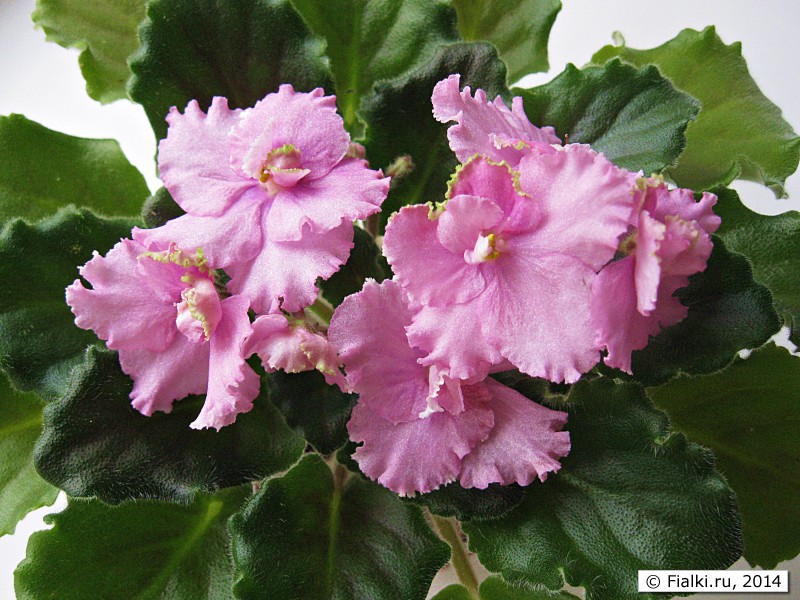 Фиалка Bishop, D. Harrington цветы