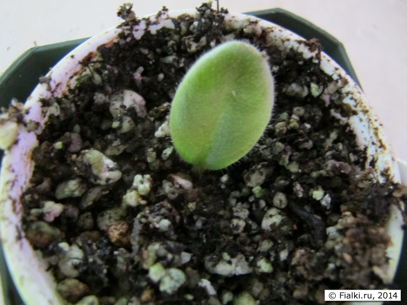 leaf