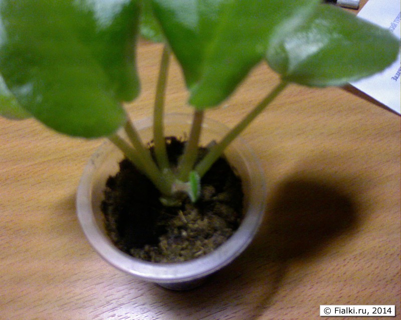 Picture 33