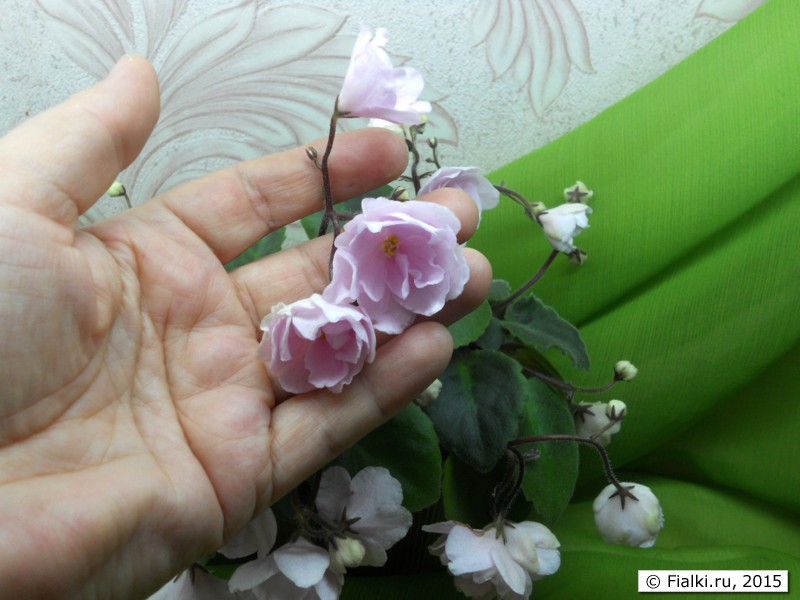 Rose Gardens