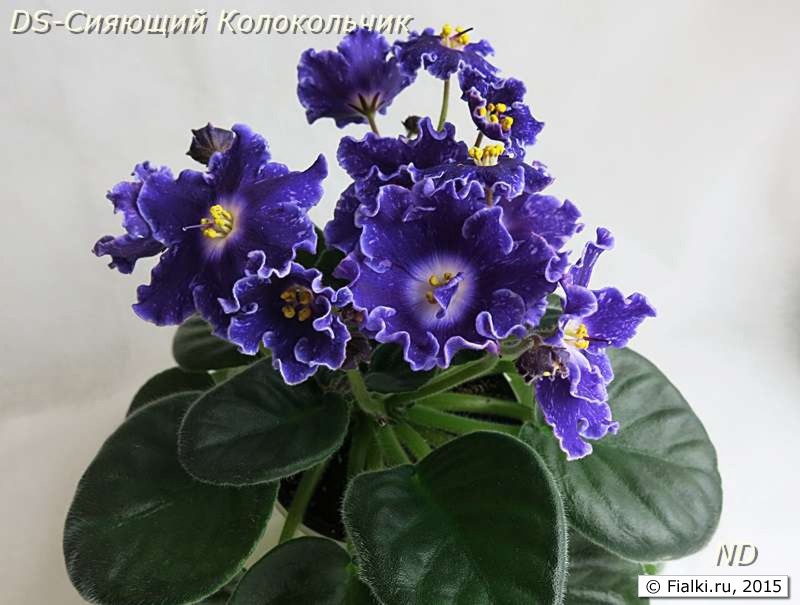 DS-Сияющий Колокольчик