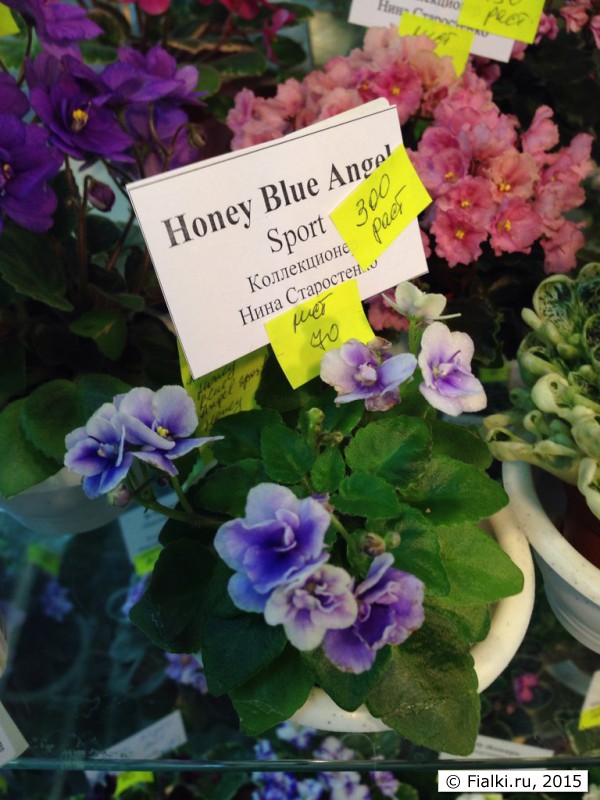 Honey Blue Angel Sport