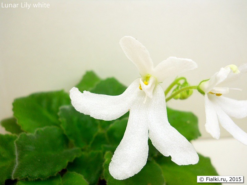 Lunar Lily white