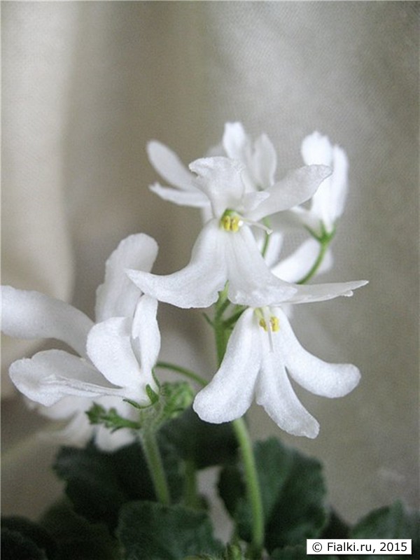 Lunar Lily White