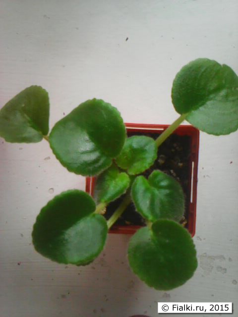Photo0097