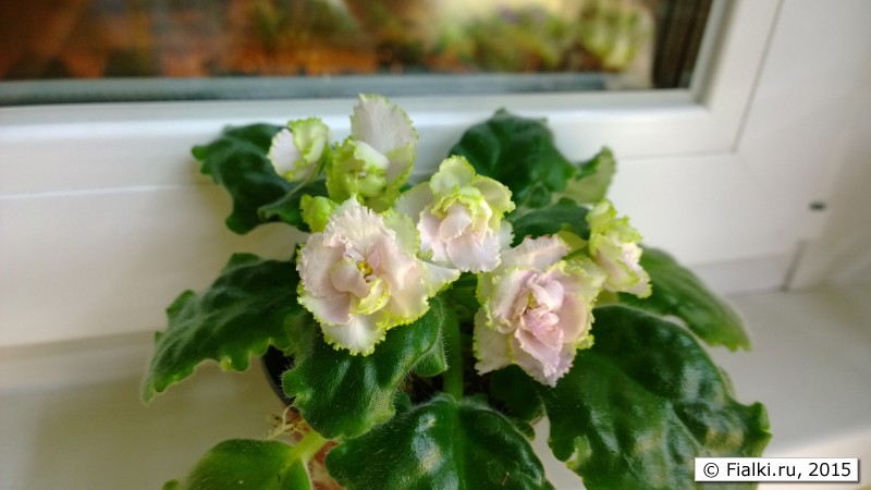 WP_20150217_22_39_36_Pro
