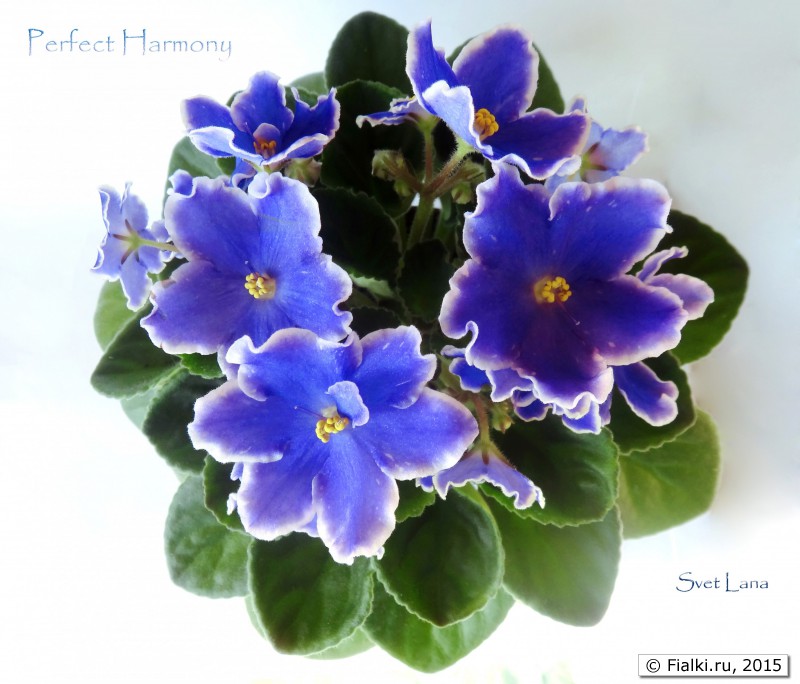 Perfect Harmony_2_1