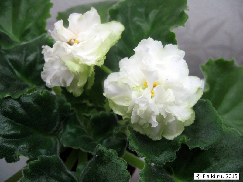 Spring-Rose-1
