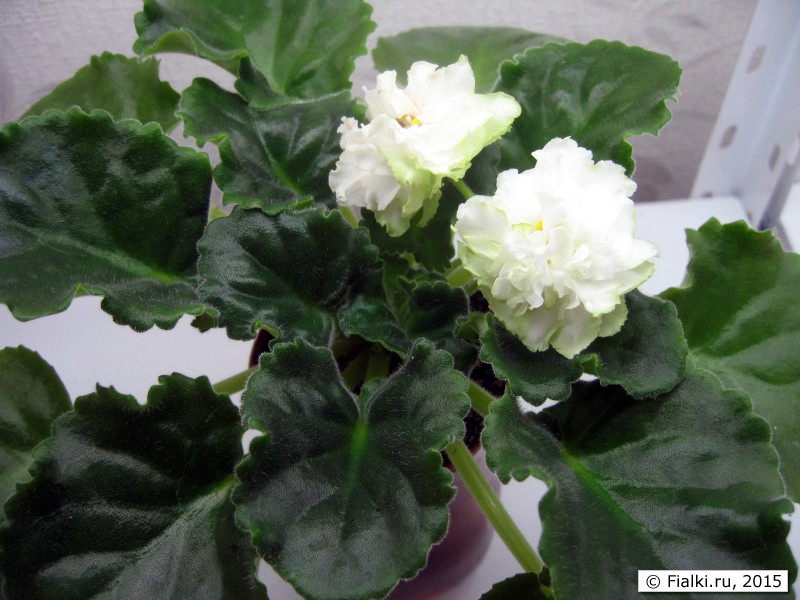 Spring-Rose-
