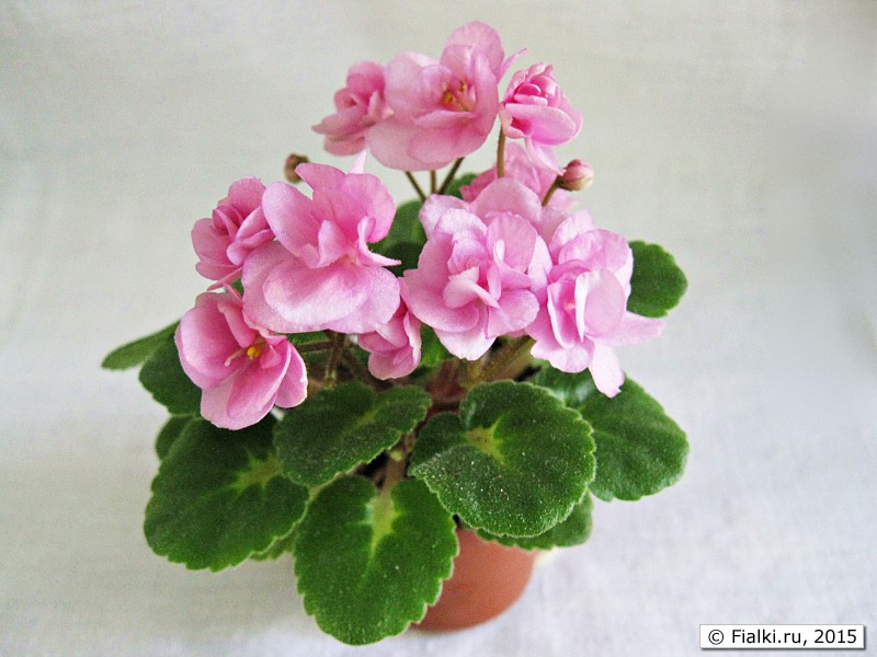 Sandy trail фиалка. Фиалка little miss. Фиалка little vic. Сенполия little darlin'. Little darlin' фиалка.