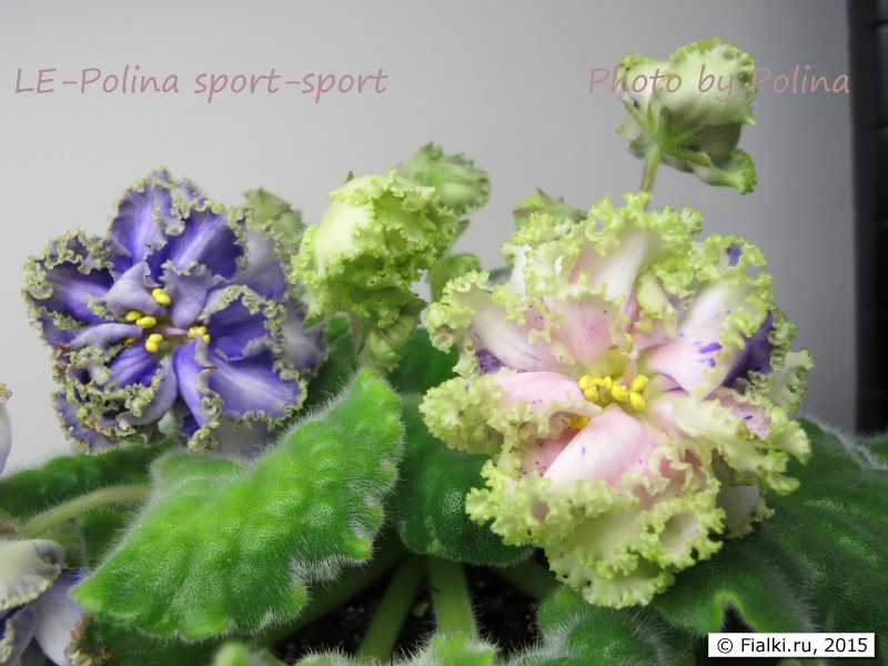 LE-Polina sport-sport