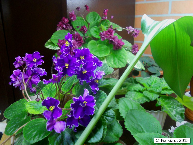 мои речки