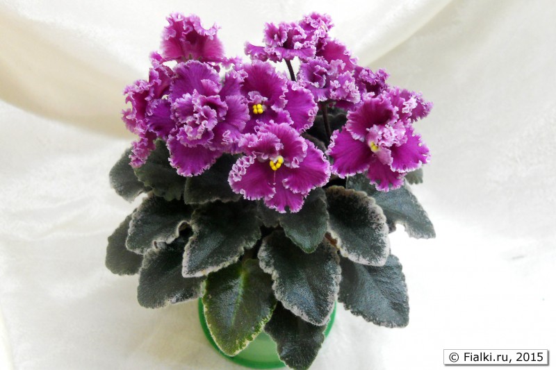 Jolly Frills