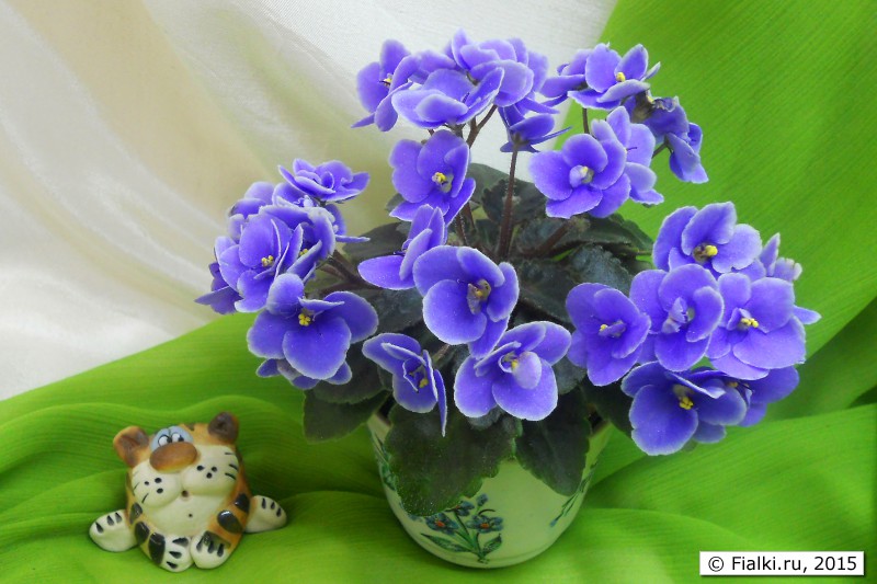 Honey Blue Angel
