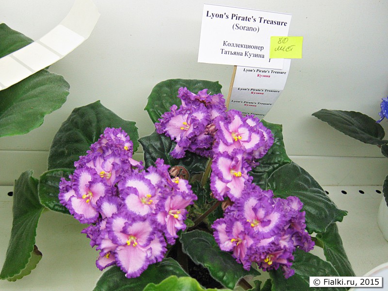 Lyon's Pirane's Treasure