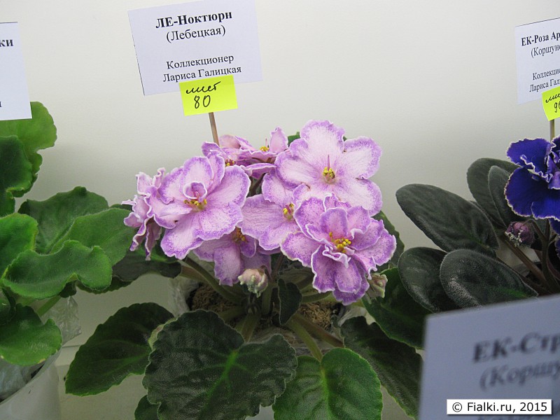 ЛЕ-Ноктюрн