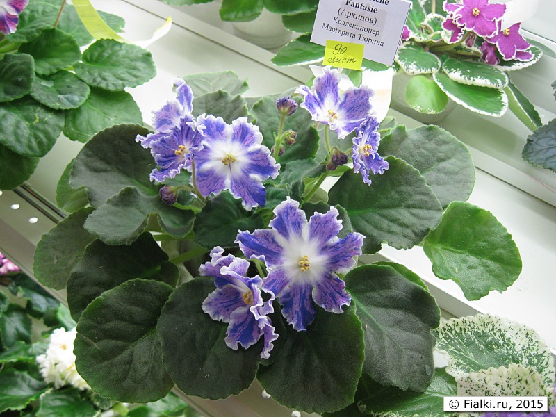 АЕ-Sarline Fantasie