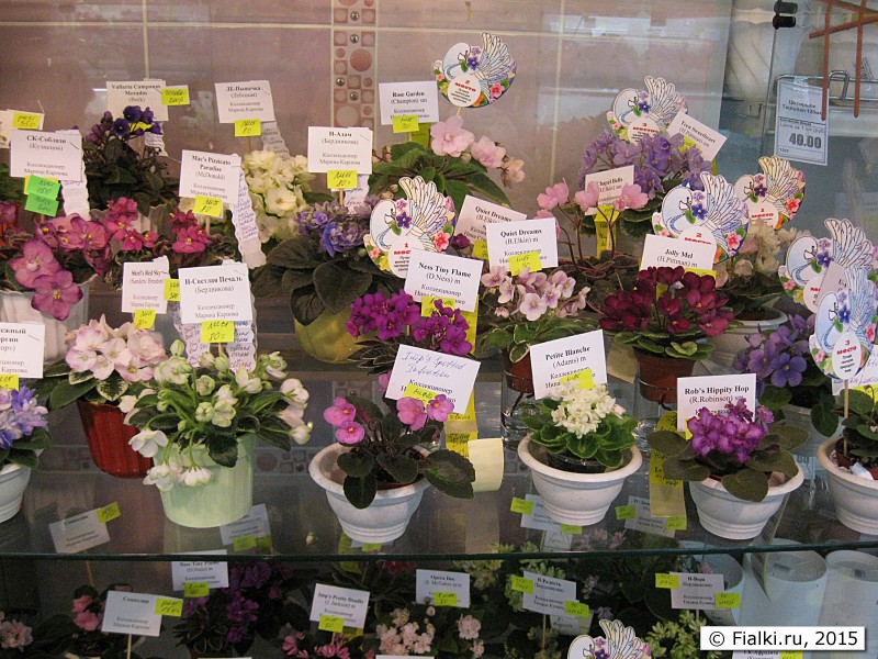 Купить Фиалки В Нижнем Новгороде Сормово