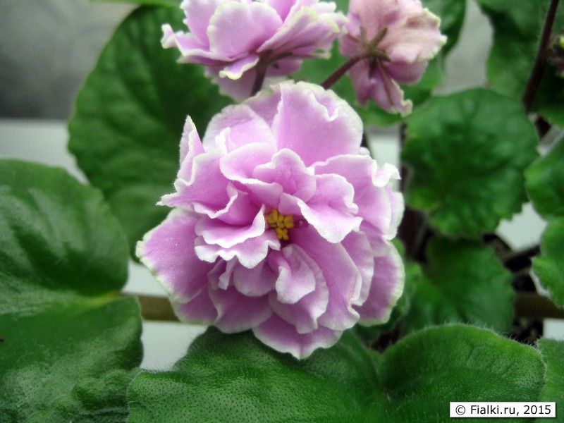 Elize (Tremblay)