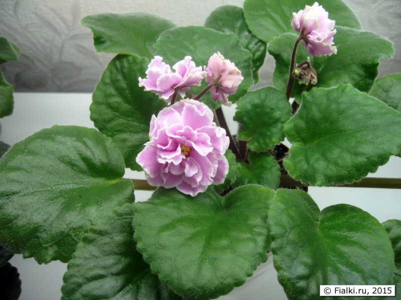 Elize (Tremblay)-