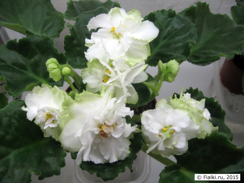 Spring Rose (Sorano)