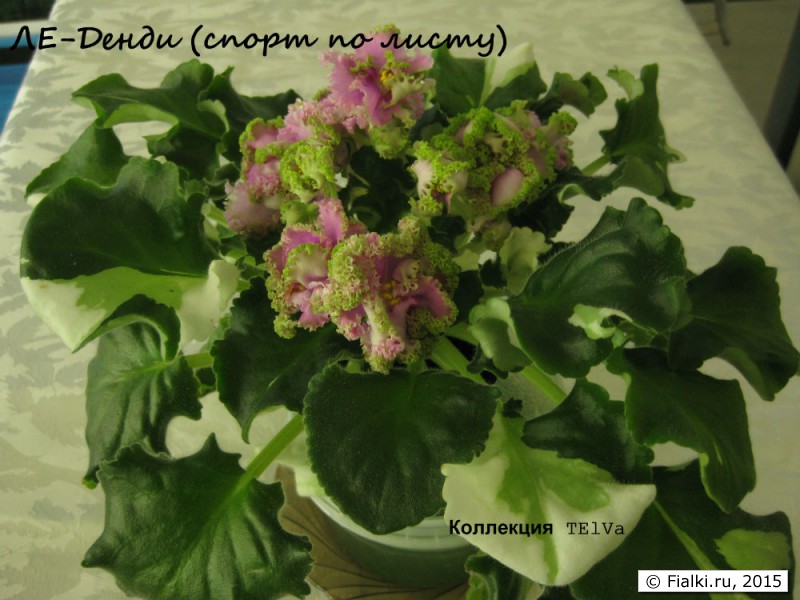 ЛЕ-Денди листовой спорт1