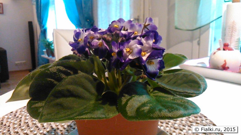 у фиалки вялые листья
