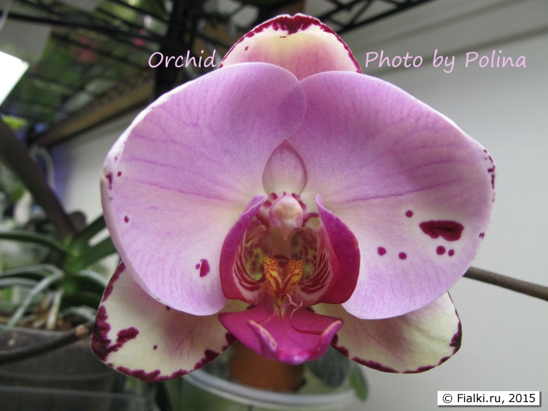 orchid