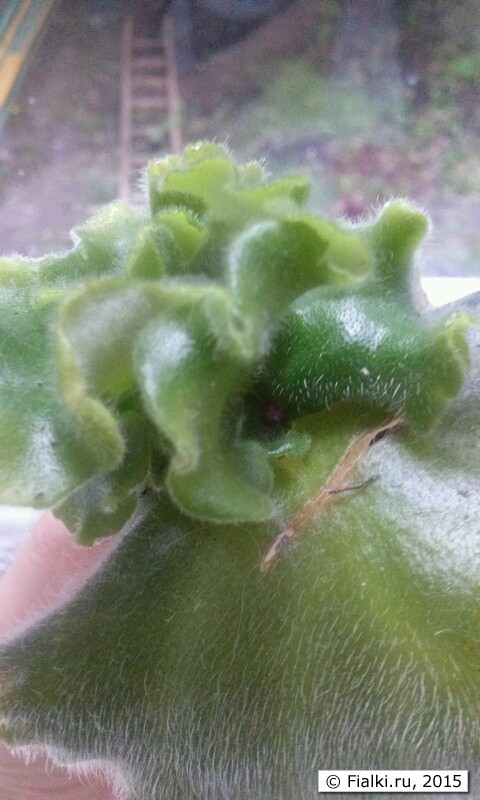 image (5)