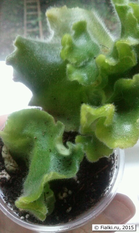 image (6)