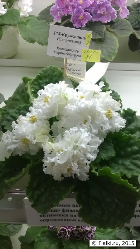 WP_20150701_11_20_50_Pro