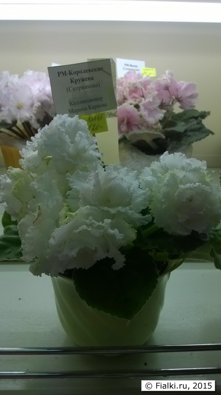 WP_20150701_11_20_56_Pro
