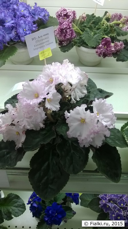 WP_20150701_11_21_12_Pro