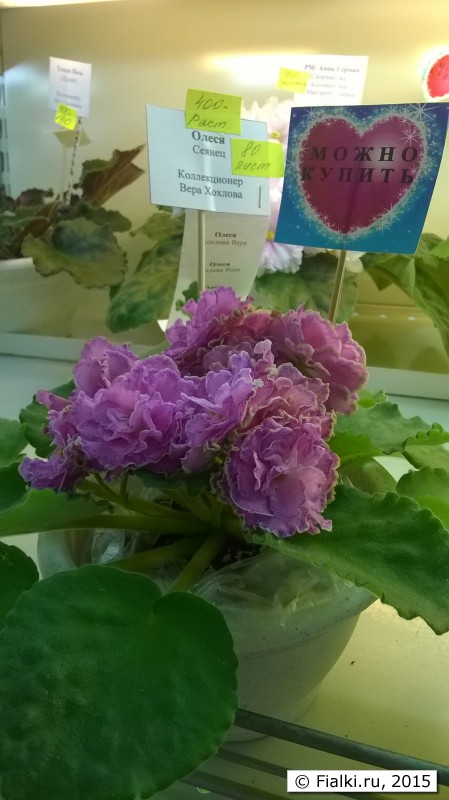 WP_20150701_11_21_46_Pro