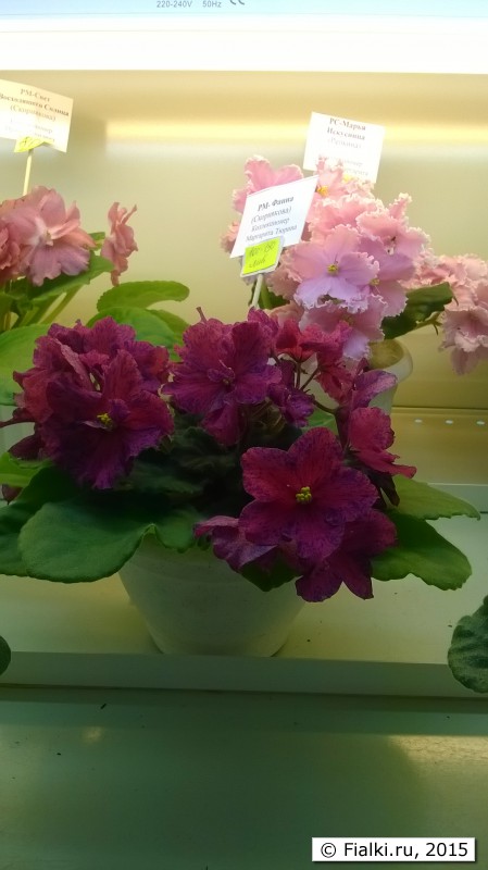 WP_20150701_11_22_01_Pro