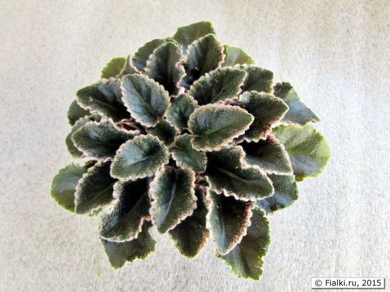 Jolly Frills