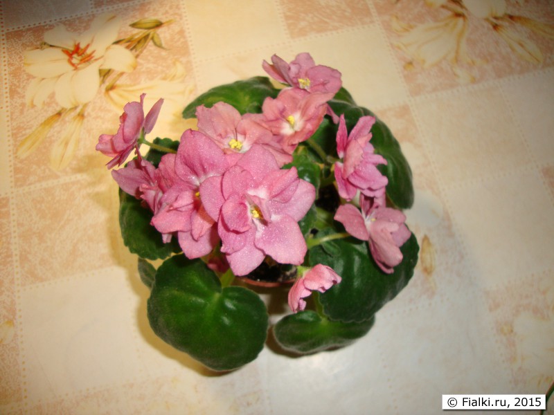 DSC03049