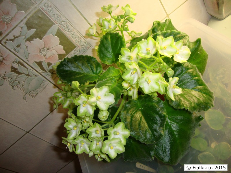DSC03175