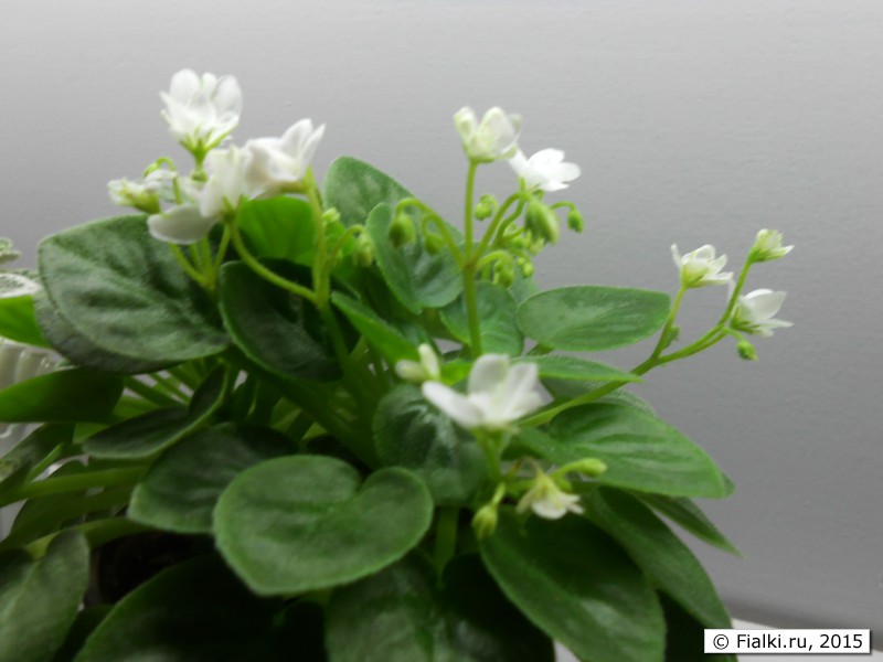 летнее цветение White Robi